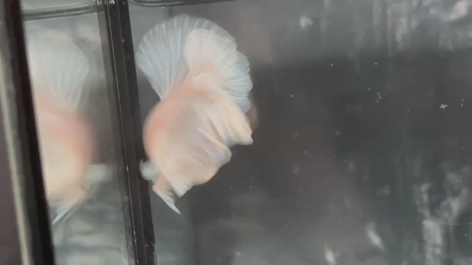 Live Male Betta Platinum White Solid color Halfmoon (TNK-A785) High quality What you see What you get!!