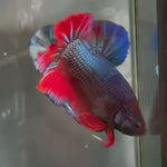 Live Male Betta Red Blue Retro Colors Giants Plakat (KSA-A580)High quality what you see what you get!!