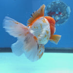 Thai Oranda Red and White 4.5" Body Female 9mths(FEB-574)R2A02