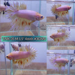 Live Male Betta Yellow Armageddon Crowntail Plakat High quality (TNK-35) what you see what you get!