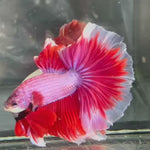 Live Male Betta Fancy Pink Lavender Over Halfmoon (TNK-A722) High quality what you see what you get!!