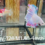 Live Male Betta Fancy Grizzle Pastel colors Halfmoon (Sky-128) High quality what you see what you get!!