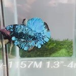 Live Male Betta Blue Black Galaxy Avatar Plakat (Sky-1157) High quality what you see what you get!!