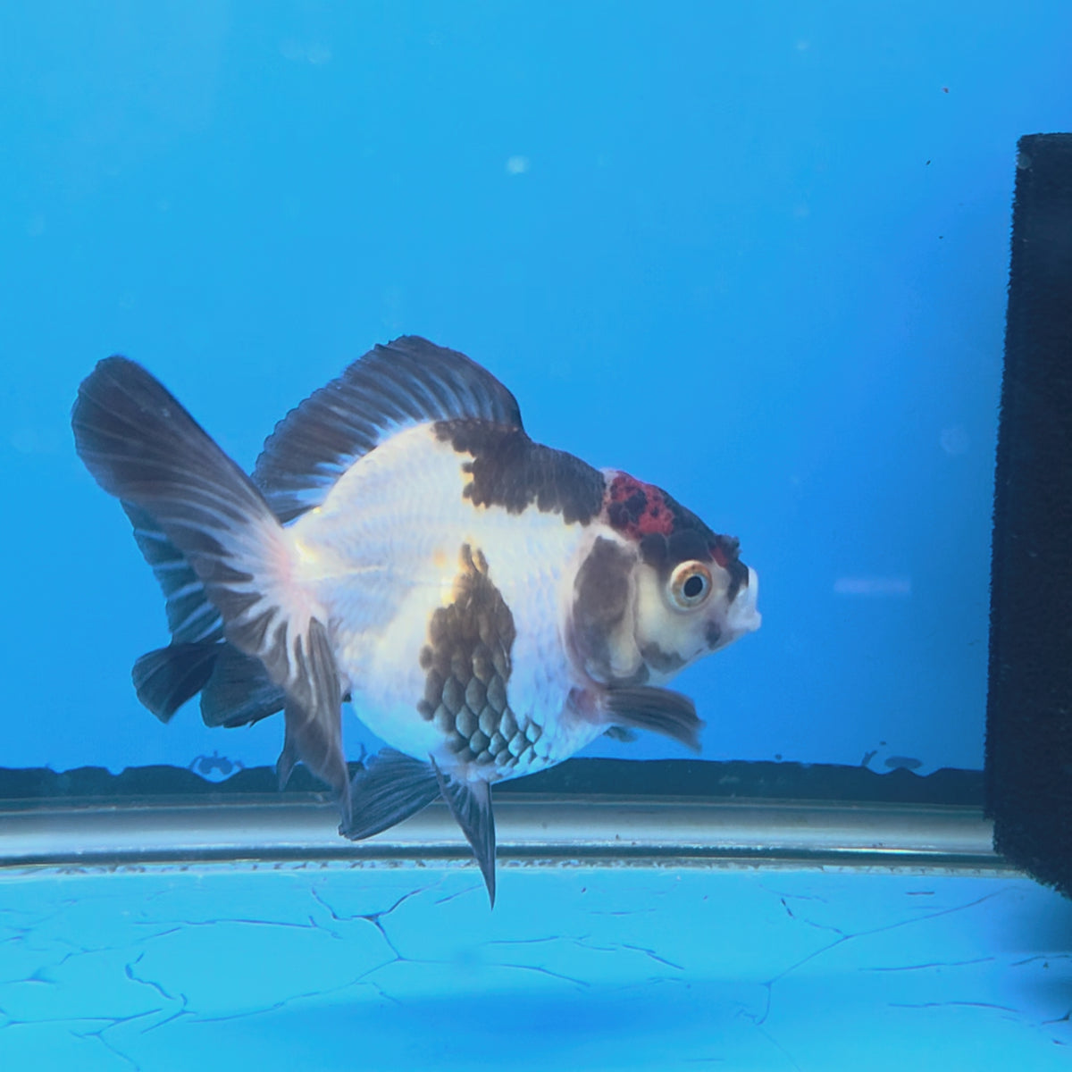 Thai Oranda Tri-Color White 3"inch Body Female(FEB-919)R3A07)