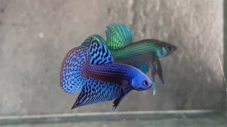 Live Male Betta Royal Blue Alien Hybrid Wild Plakat (BID-204) High quality What you see What you get!!