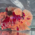 Live Male Betta Nemo Metallic Giants Plakat (TNK-A503)S360✔️ High quality what you see what you get!!