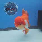 Thai Oranda JUMBO Red/White 4.5” Body Female(CK-1434)ShowTankA