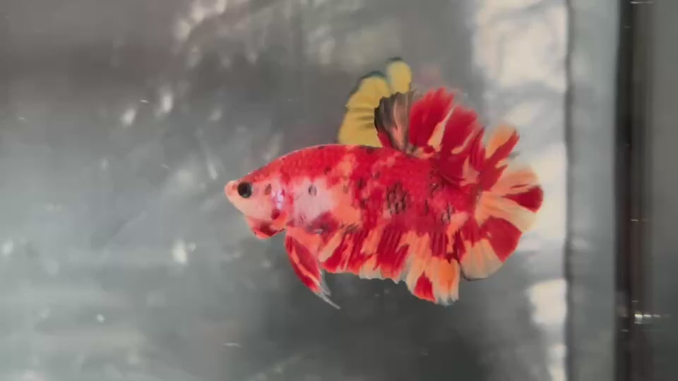 Live Male Betta Red Fire Nemo Plakat (TNK-A807) High quality what you see what you get!!