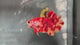 Live Male Betta Red Fire Nemo Plakat (TNK-A807) High quality what you see what you get!!
