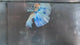 Live Male Betta Blue Grizzle Over Halfmoon (TNK-A849) High quality what you see what you get!!