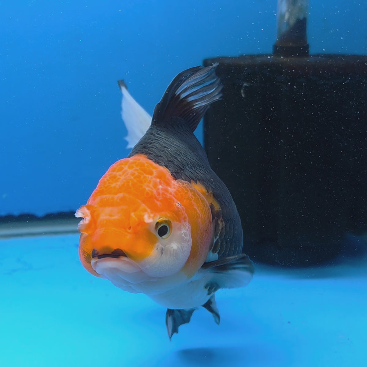 Thai Oranda Jumbo AA Grade Tri-Color 5.50 inch Body Female (FEB-845)R2A14