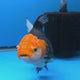 Thai Oranda Jumbo AA Grade Tri-Color 5.50 inch Body Female (FEB-845)R2A14