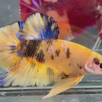 Live Male Betta Yellow Tiger Koi Giants Plakat (TNK-A634)S247 High quality what you see what you get!!