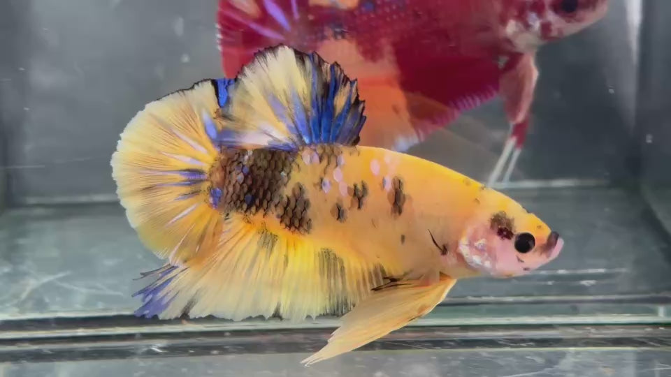 Live Male Betta Yellow Tiger Koi Giants Plakat (TNK-A634) High quality what you see what you get!!