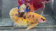 Live Male Betta Yellow Tiger Koi Giants Plakat (TNK-A634) High quality what you see what you get!!