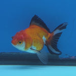 Thai Oranda Tri Color 3 in Body Female (FEB-521)R3A08