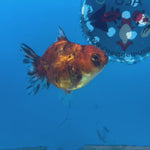 Thai Oranda Calico Yuanbao by SHOGUN 2.5” Body Male(CK-1592)R3B08