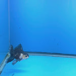 Thai Oranda Lemon Head Panda Jumbo Breed 2.8" Body Female 6mths(FEB-546)