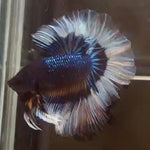 Live Male Betta Yellow Black mustard OverHalfmoon (MKP-503) High quality what you see what you get!!