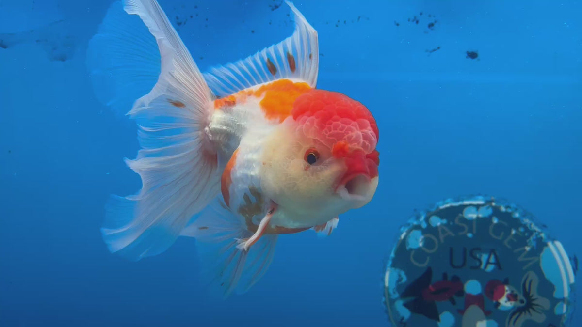 Thai Oranda Red/White 3.5” Male(CK-1624)R2A07