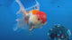 Thai Oranda Red/White 3.5” Male(CK-1624)R2A07