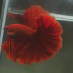 Live Male Betta Super Red Solid color Over Halfmoon (MKP-611) High quality What you see What you get!!