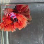 Live Male Betta Orange Galaxy Nemo Double tail Halfmoon (TNK-A734) High quality what you see what you get!!