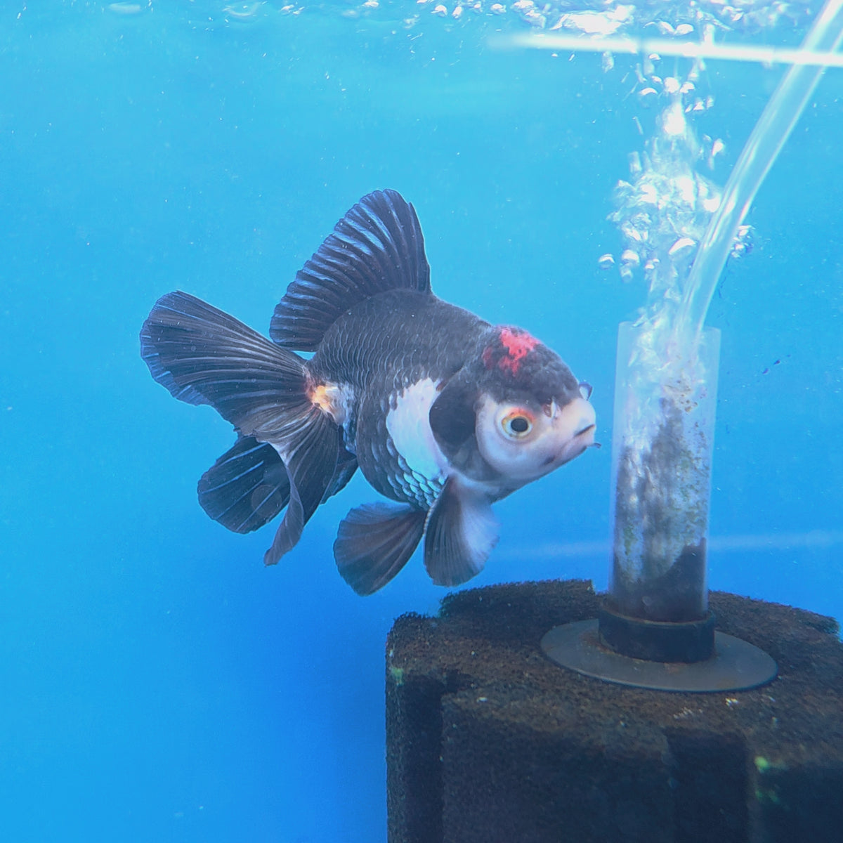 Thai Oranda Red Cap Panda 3.25” Male(FEB-889)R2B09