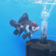Thai Oranda Red Cap Panda 3.25” Male(FEB-889)R2B09