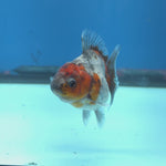 Thai Oranda Calico Shogun Farm 2.5" Body Female 6mths(FEB-581)R3B02