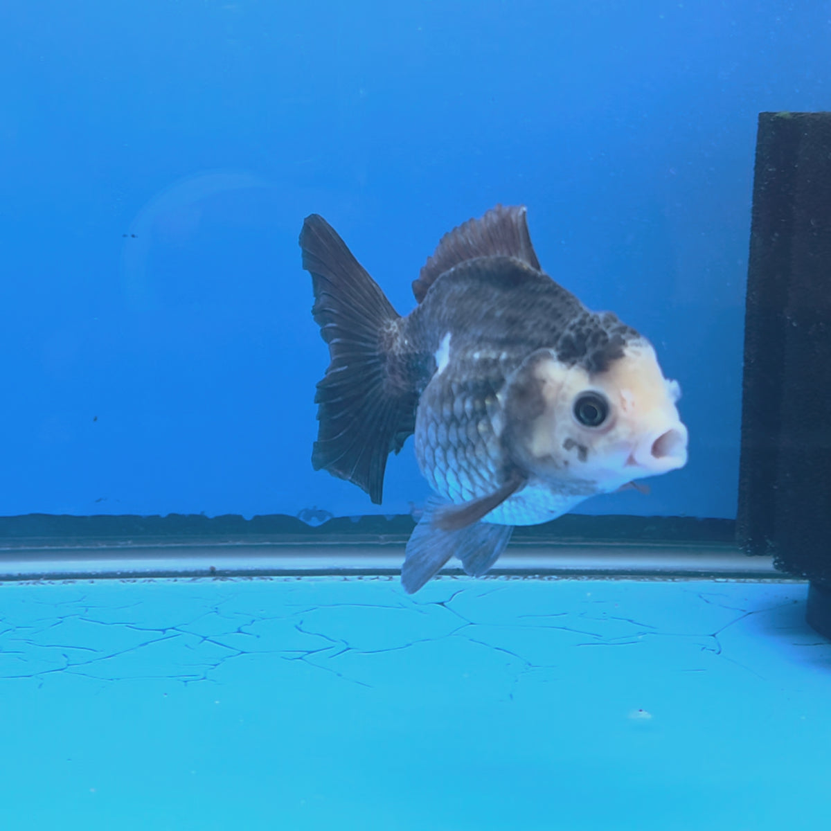 Thai Oranda Lemonhead Panda 3.25” Female(FEB-891)R2B11