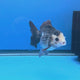Thai Oranda Lemonhead Panda 3.25” Female(FEB-891)R2B11