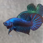 Live Male Betta Blue Alien Hybrid wild Plakat (BID-77)S332✔️ High quality what you see what you get!!