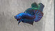 Live Male Betta Blue Alien Hybrid wild Plakat (BID-77)S332✔️ High quality what you see what you get!!
