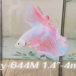 Live Male Betta Fancy Pink Sweet Light pastel colors Halfmoon Rosetail (Sky-644) High quality what you see what you get!!