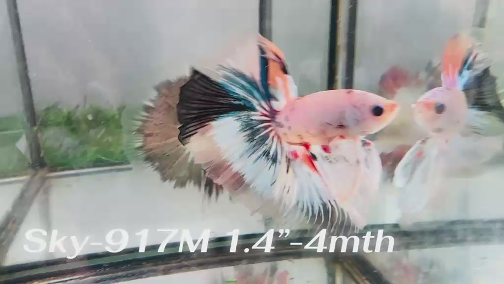 Live Male Betta Fancy Marble Halfmoon (Sky-917)CUP High quality What you see What you get!!