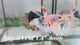 Live Male Betta Fancy Marble Halfmoon (Sky-917)CUP High quality What you see What you get!!