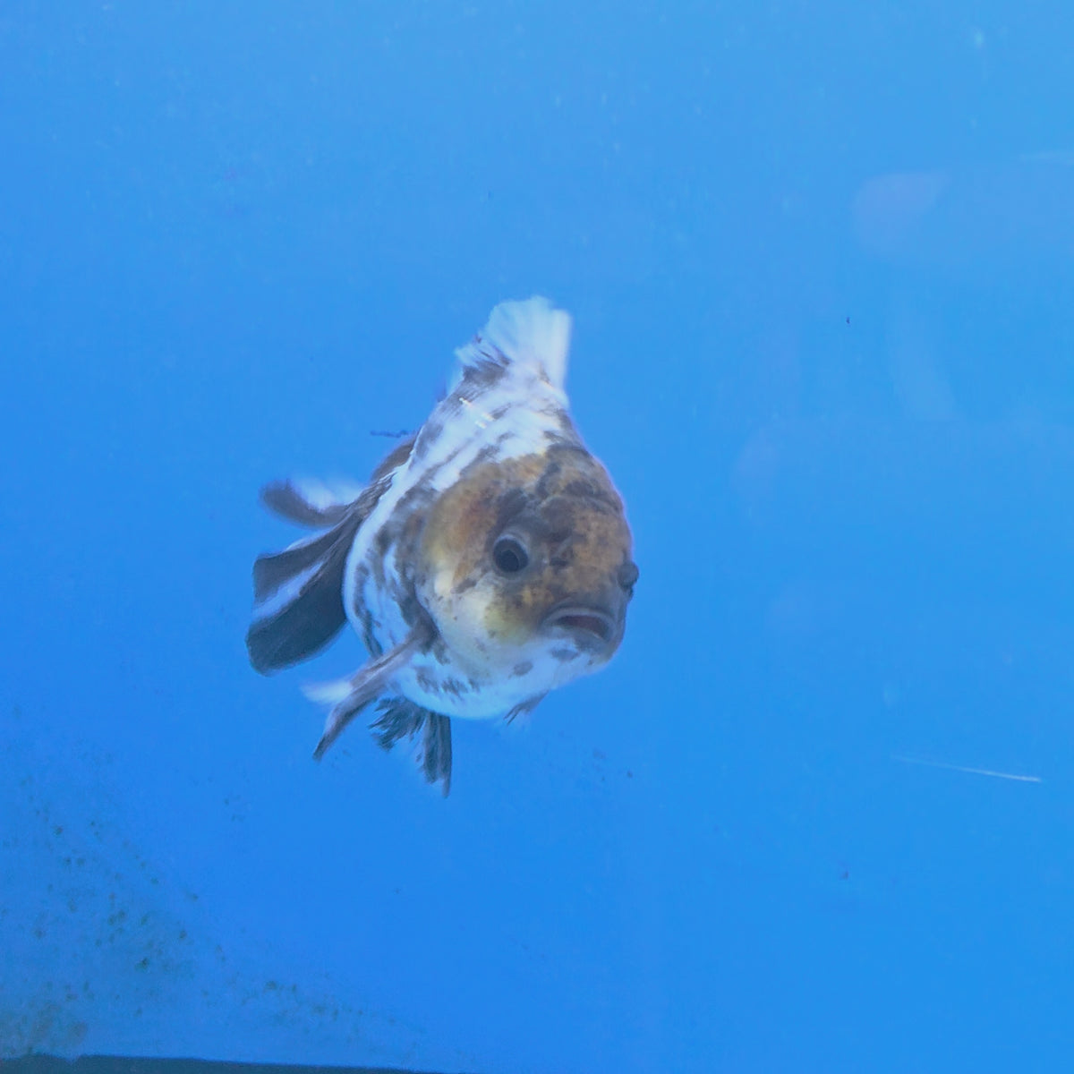 Thai Oranda Granite 3.25” Female(FEB-894)R2B07