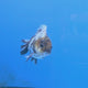 Thai Oranda Granite 3.25” Female(FEB-894)R2B07