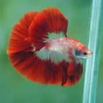 Live Male Betta Red Koi Pattern Halfmoon (MKP-517) High quality what you see what you get!!