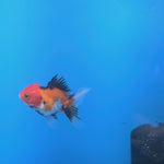 Thai Oranda Apache 2in Female (FEB-548)R3B17