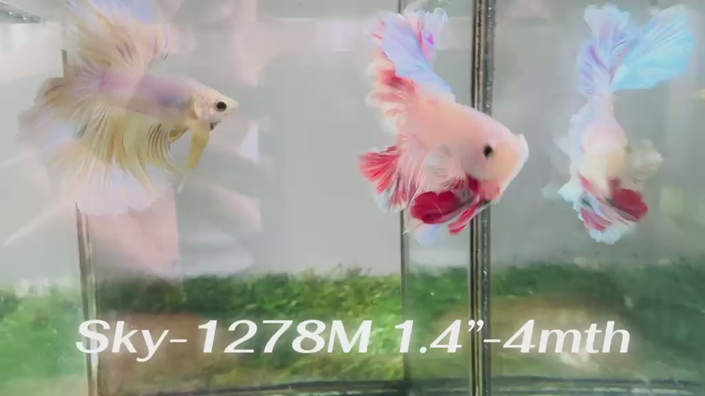 Live Male Betta Fancy Light Pastel Colors Halfmoon Rosetail (Sky-1278) High quality What you see What you get!!