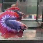 (GM-10)AAA Flag Color Fancy Grizzle Over Halfmoon Male Betta - What you see what you get