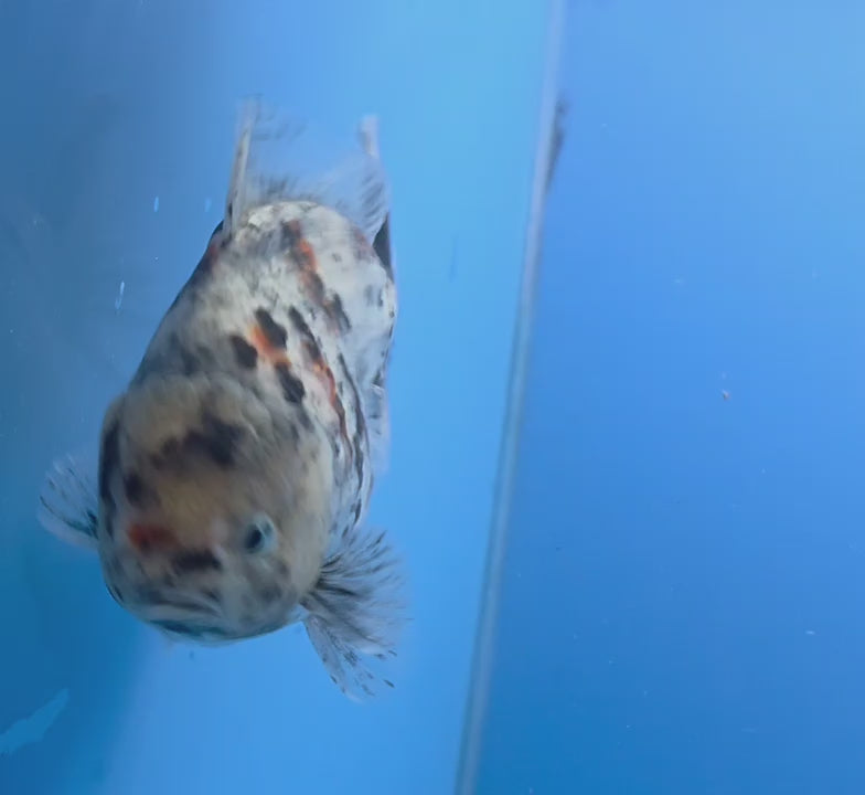 Thai Oranda White Tiger Godzilla 3.5 inch Body Female (FEB-940)BLUETUBC