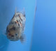 Thai Oranda White Tiger Godzilla 3.5 inch Body Female (FEB-940)BLUETUBC