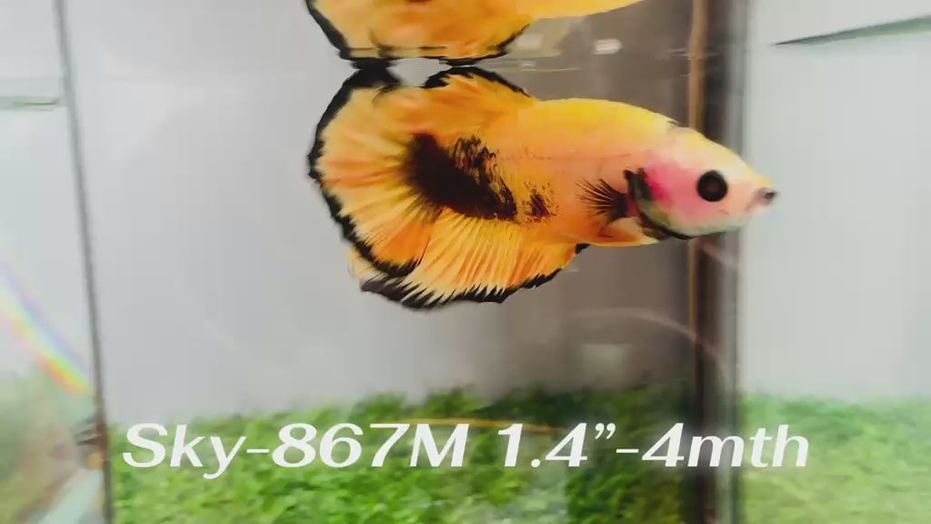 Live Male Betta Fancy Yellow Hellboy Plakat (Sky-867)CUP  High quality What you see What you get!!