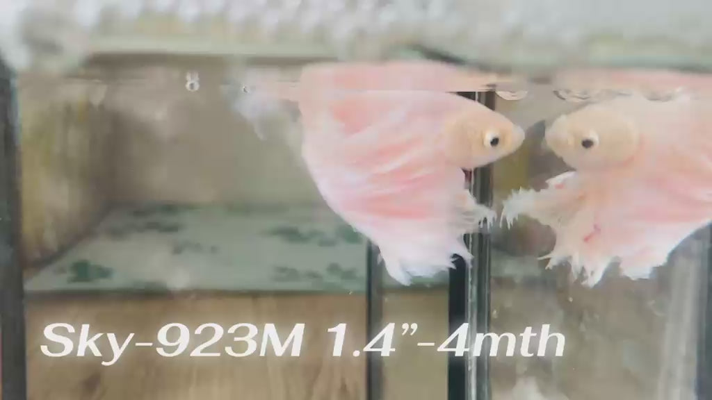 Live Male Betta Fancy Light Colors Halfmoon Rosetail (Sky-923)CUP High quality What you see What you get!!