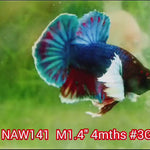 H Live Male Betta Dumbo Big Ear Blue Fancy Plakat (NAW-141) What you see What you get!