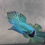 Live Male Betta Green Turquoise Alien Hybrid wild Plakat (BID-44) S134 High quality what you see what you get!!