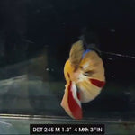 Live Male Betta Classic Nemo Koi Plakat (DET-245)  High quality what you see what you get!!